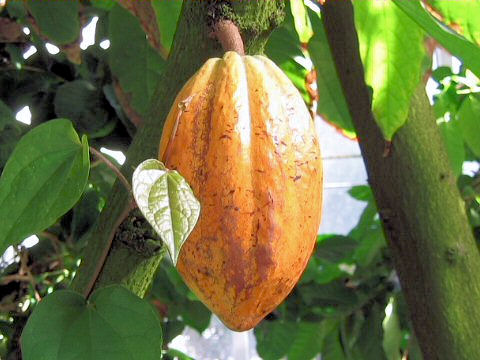 Theobroma cacao