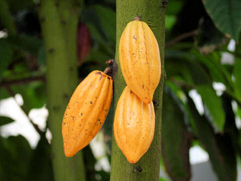 Theobroma cacao