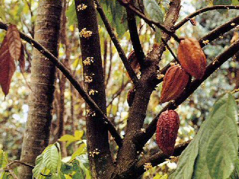 Theobroma cacao