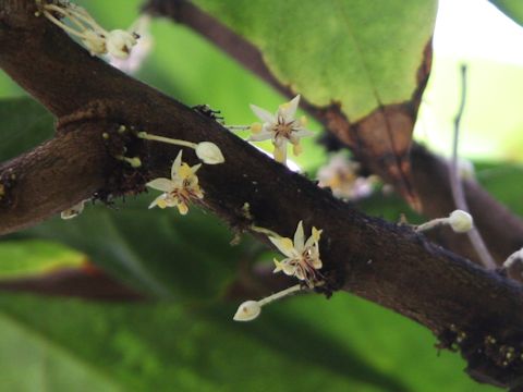 Theobroma cacao