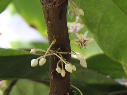 Theobroma cacao