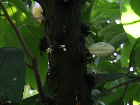 Theobroma cacao