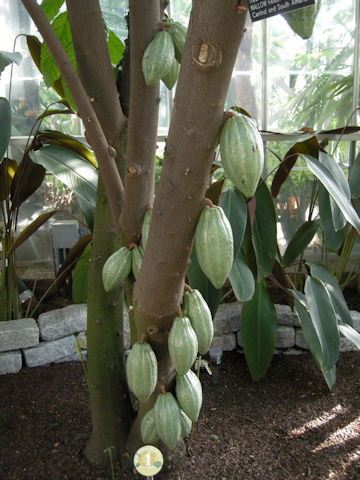 Theobroma cacao