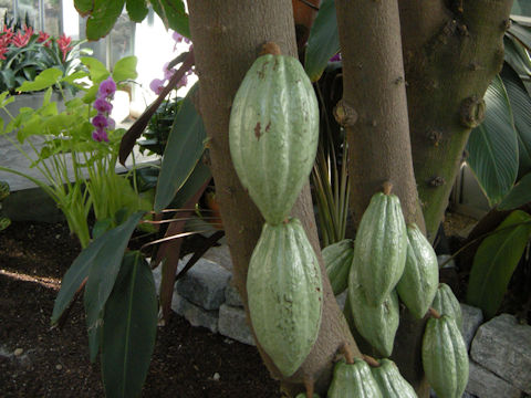 Theobroma cacao