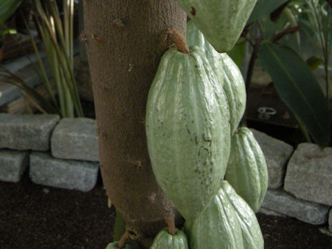 Theobroma cacao