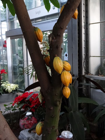 Theobroma cacao