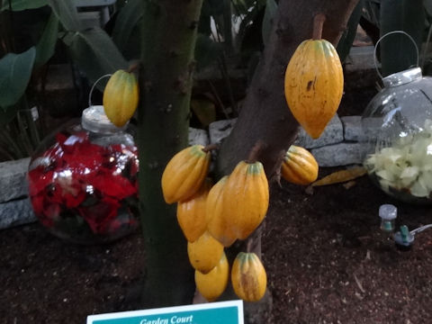 Theobroma cacao