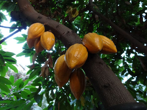 Theobroma cacao