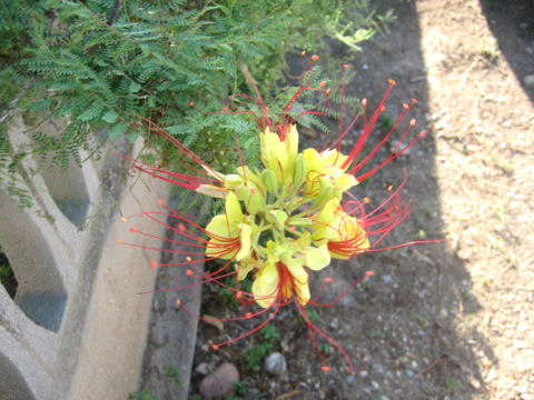 Caesalpinia gilliesii