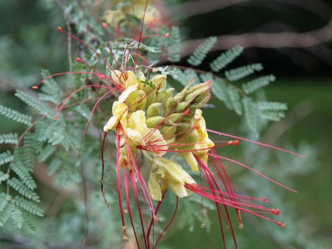 Caesalpinia gilliesii