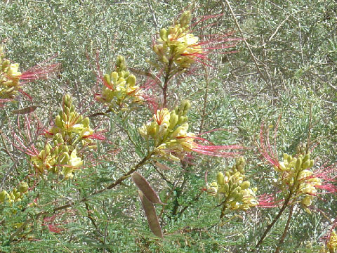 Caesalpinia gilliesii