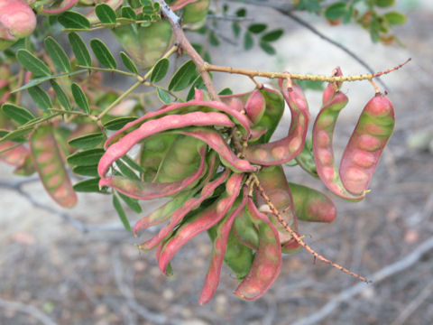 Caesalpinia mexicana