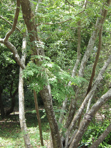 Caesalpinia mexicana