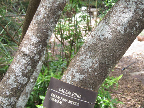 Caesalpinia mexicana