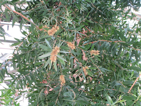 Melaleuca leucadendron