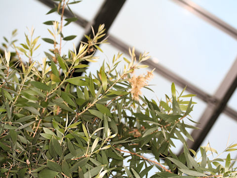 Melaleuca leucadendron