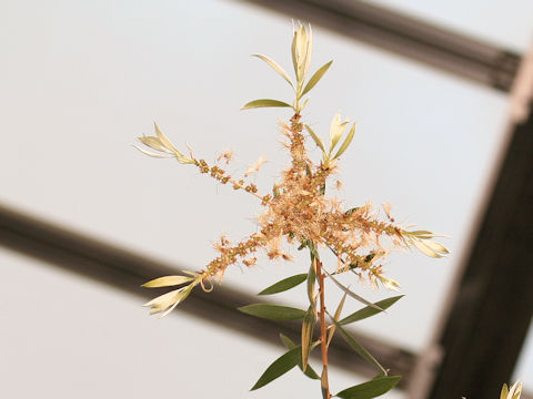 Melaleuca leucadendron