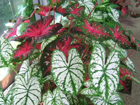 Caladium bicolor