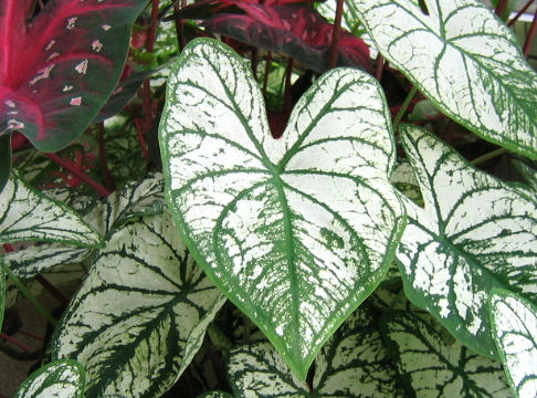 Caladium bicolor