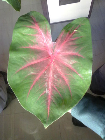 Caladium bicolor