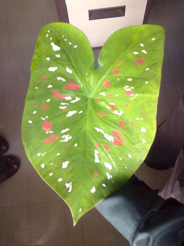 Caladium bicolor