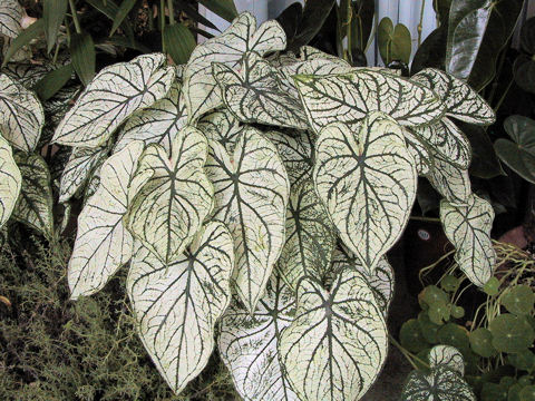 Caladium bicolor