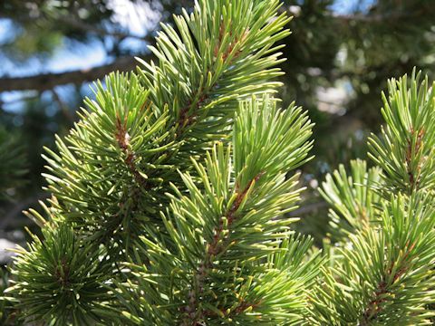 Abies magnifica