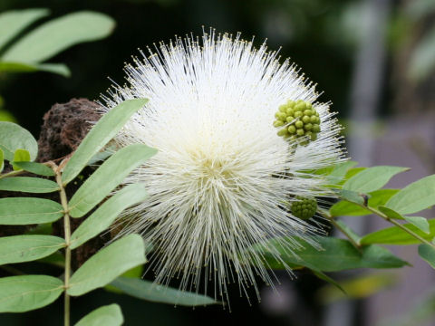 Calliandra haematocephala cv. Alba