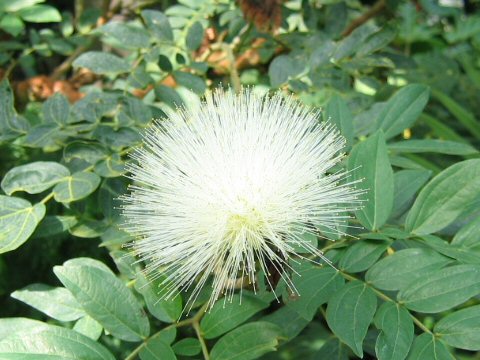 Calliandra haematocephala cv. Alba