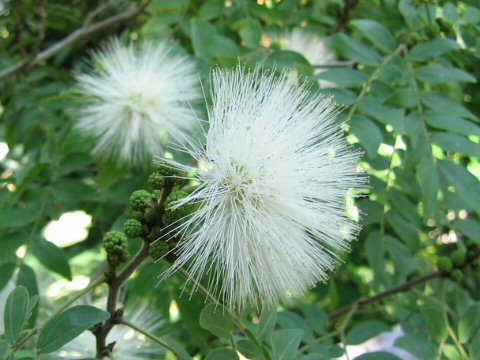 Calliandra haematocephala cv. Alba