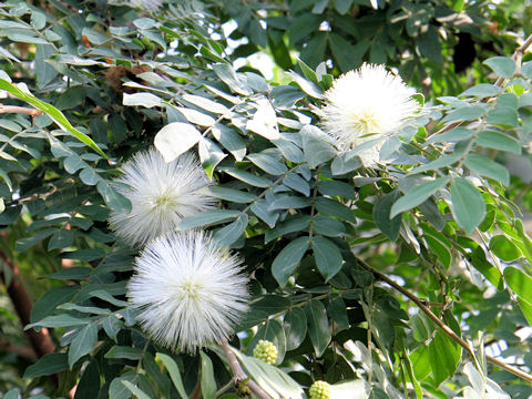 Calliandra haematocephala cv. Alba