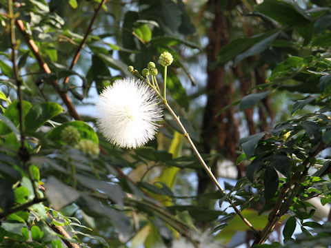 Calliandra haematocephala cv. Albiflora