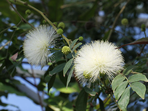 Calliandra haematocephala cv. Albiflora