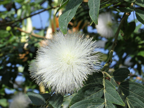 Calliandra haematocephala cv. Albiflora