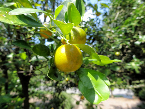 X Citrofortunella microcarpa