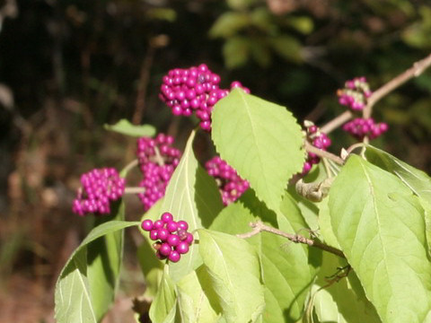 Callicarpa americana