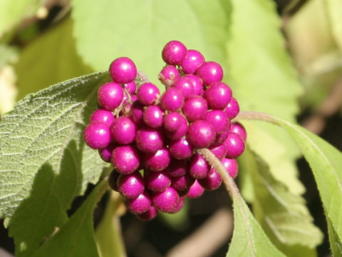 Callicarpa americana