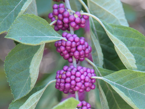 Callicarpa americana