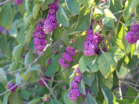 Callicarpa americana