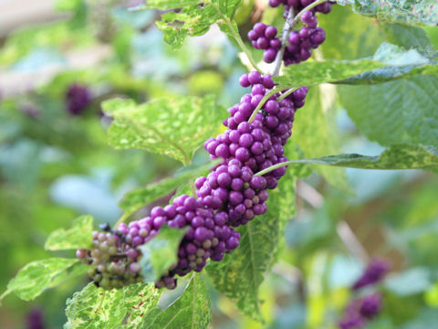 Callicarpa americana