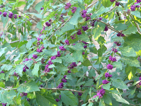 Callicarpa americana