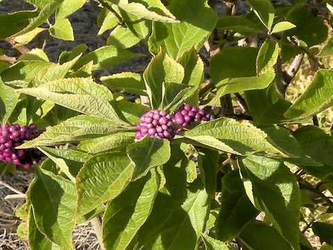 Callicarpa americana