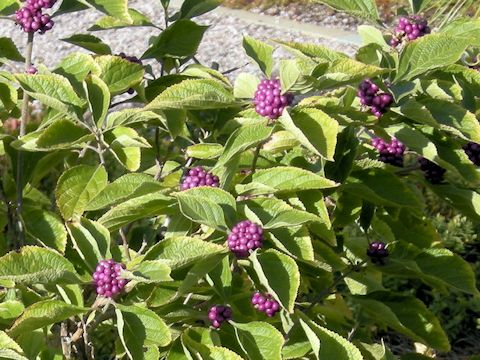 Callicarpa americana