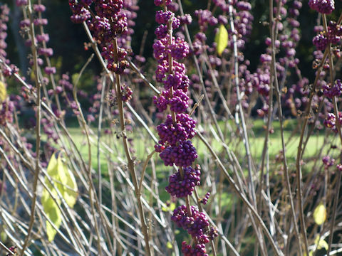 Callicarpa americana