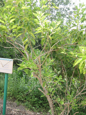 Callicarpa americana