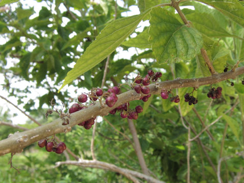 Callicarpa americana