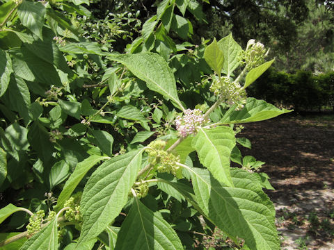 Callicarpa americana