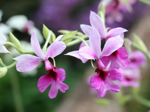 Calanthe cv.