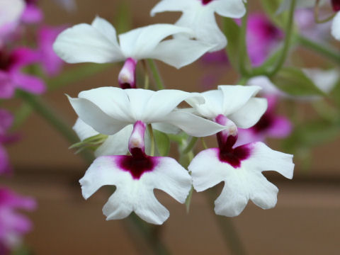 Calanthe cv.