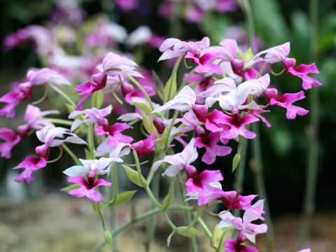 Calanthe cv.